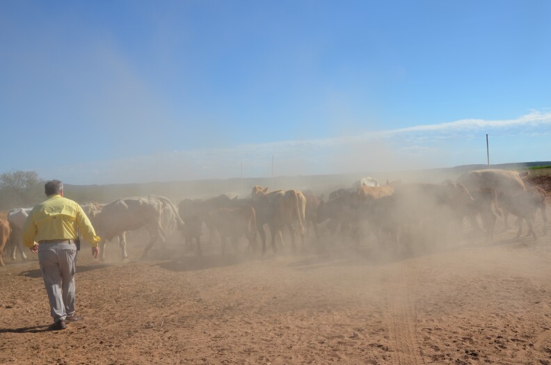 After 1 year of New World screwworm, Mexico says it’s ready to resume cattle exports to U.S.